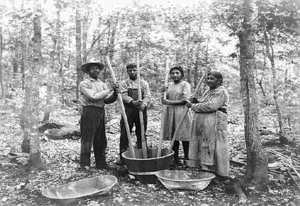 Wild Rice Harvest