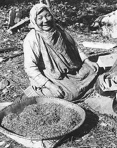 Wild Rice Harvest